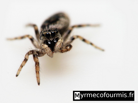 Petite araignée sauteuse beige blanche et noire vue de face.