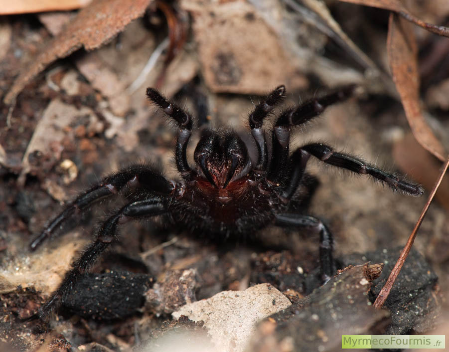 Une des araignées les plus venimeuses et dangereuses au monde