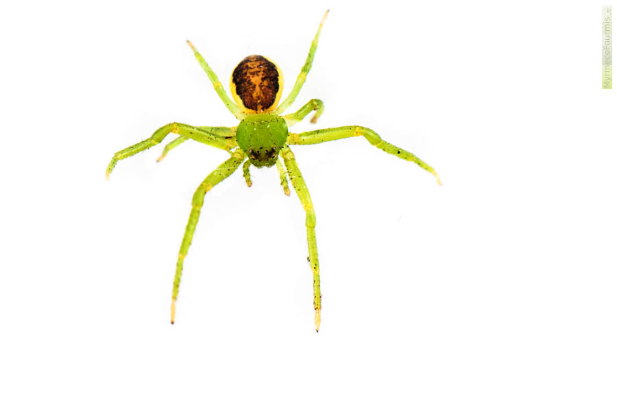 Macrophotographie sur fond blanc de Diaea dorsata, une araignée crabe à la tête et aux pattes vert pomme avec un abdomen jaune sur le dessous et les côtés et brun au dessus.