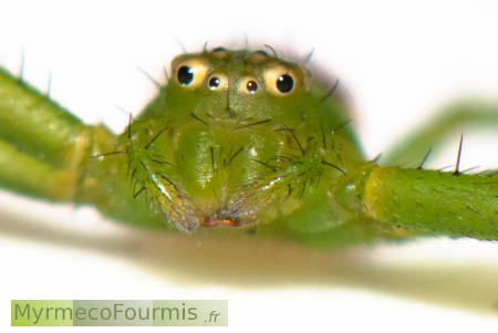 Araignée de la famille des Thomisidae et de l'espèce Diaea dorsata. Il s'agit d'une araignée verte et brune avec des yeux beiges avec des points noirs au centre qui rappellent les pupilles des humains.