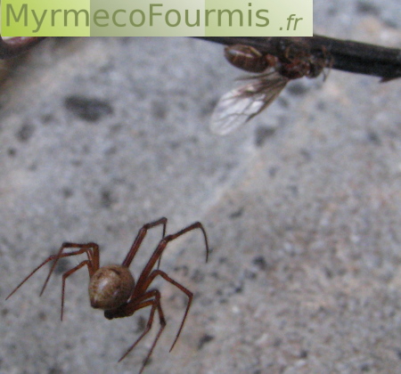 Araignée ayant capturé une fourmi ailée du genre Lasius dans sa toile. Photographie devant une pierre.