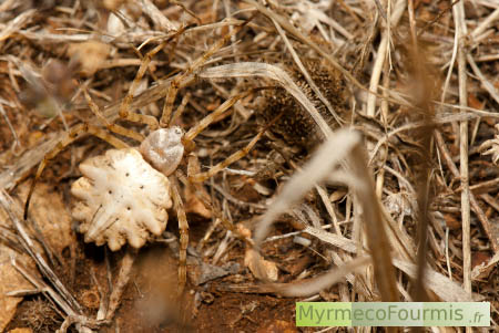 Argiope lobata, l'argiope lobée, une grande araignée avec un abdomen blanc lobé comme une feuille de chêne et des pattes jaunes beiges.