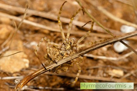 Argiope lobata, l'argiope lobée ou argiope soyeuse, une très grande araignée brune du Sud de la France.
