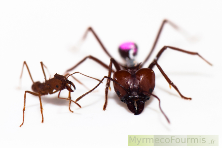 Les différences de tailles sont particulièrement marquées chez les fourmis parasol du genre Atta. Ici la major est marquée pour des expériences scientifiques.