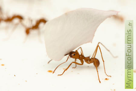 Une fourmi transporte un pétale