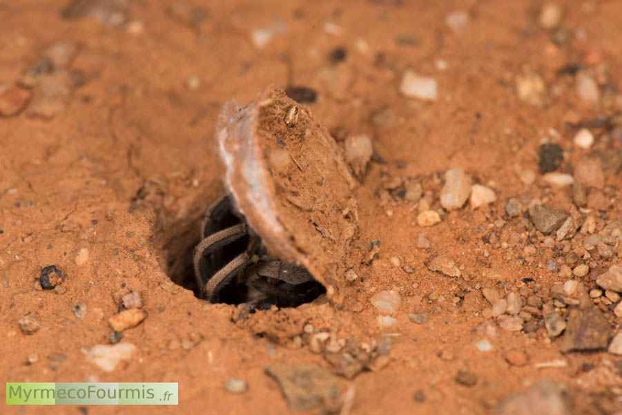 Une araignée d'Australie ferme une trappe ou porte qui bouche l'entrée de son terrier.