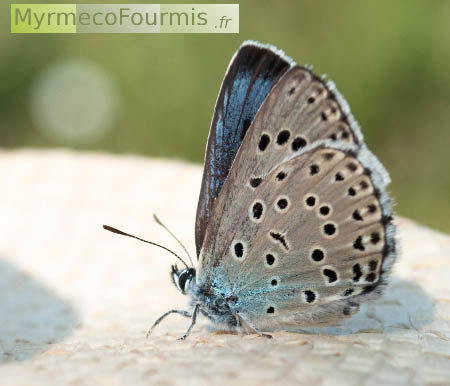 Maculinea arion, aussi appelé Phengaris arion, vu de profil. Ce papillon aux ailes grises (vues de dessous) ou bleues (de dessus) est appelé azuré du Serpolet. C'est une espèce menacée et protégée dont le cycle de vie dépend des fourmis qu'il parasite à l'état larvaire.