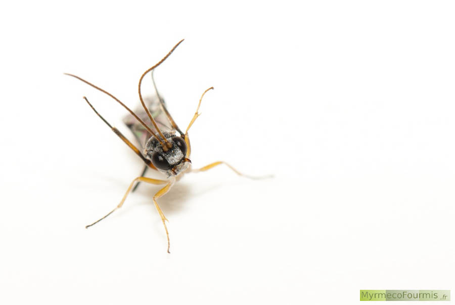 Bathytrix fragilis, un Ichneumonidae de la sous-famille des cryptinae, de face sur fond blanc (macrophotographie). JPEG - 116.9 ko