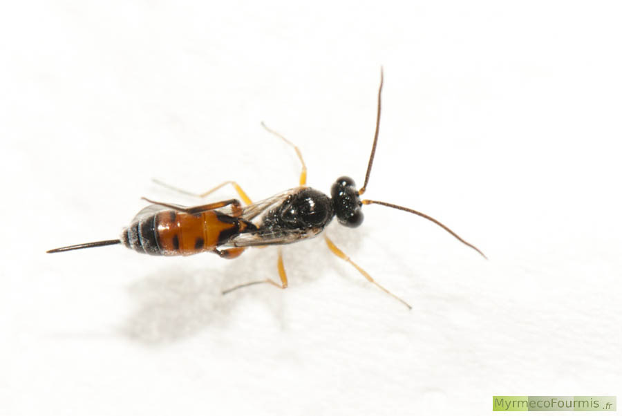 Bathytrix fragilis, un hyménoptère (guêpe solitaire) de la famille des Ichneumonidae ou ichneumons. Noir avec des tergites oranges et des pattes fines orangées. Il s'agit d'une femelle avec son ovipositeur qui dépasse de l'abdomen.