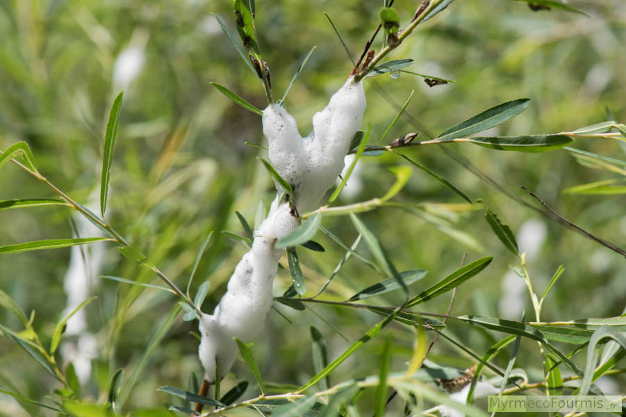 Bave blanche mousseuse sur les tiges et les feuilles d’une plante. Il s’agit d’un saule photographié dans le sud de la Corse. La bave blanche visible sur cette plante et formée de milliers de petites bulles, parfois appelée crachat de coucou, est due à la présence d’un insecte de la famille des cercopidae. JPEG - 516.2 ko