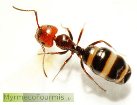 Une fourmi noire brillante à tête rouge avec un abdomen distendu noir et blanc. L'abdomen de cette fourmi Camponotus lateralis est distendu à cause de la présence d'un ver parasite.