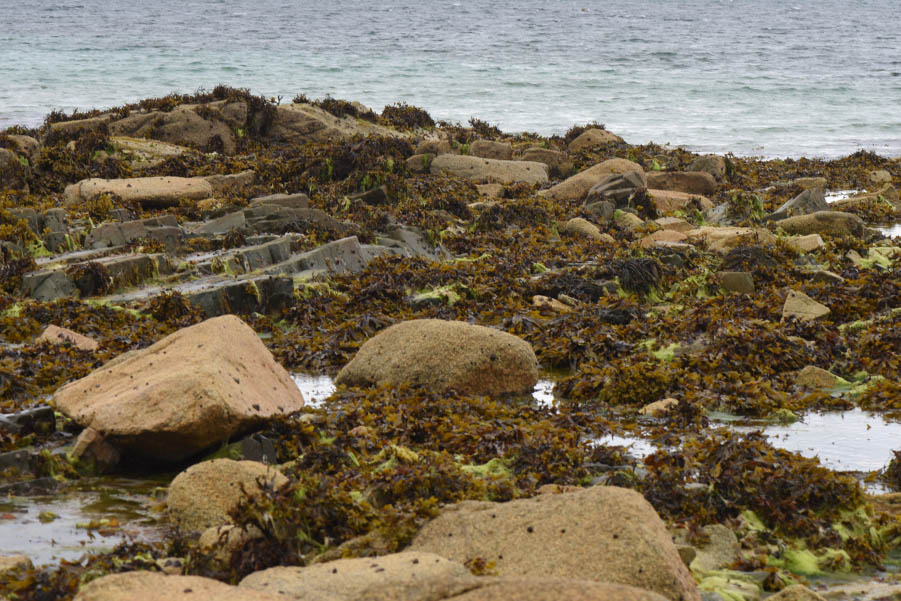 Photographie d’un habitat typique du pou de mer ou ligie océanique (Ligia oceanica). Il s’agit d’une plage de Bretagne à marée basse, à Ploumeur-Bodou. On y voit des rochers et des fucus vésiculeux, dont le ligie océanique se nourrit. JPEG - 609 ko