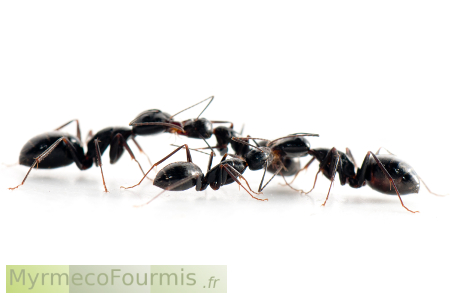 Macrophotographie sur fonds blancs de fourmis de l'espèce Camponotus aethiops effectuant une trophallaxie.