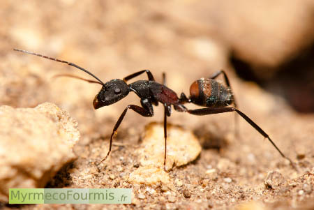 La fourmi ensanglantée, Camponotus cruentatus, une fourmi noire avec un abdomen orange et rouge, sur fond de sable dans le Sud de la France.