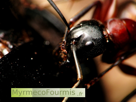 Fourmi major rouge et brune de France, Camponotus ligniperdus, vue de profil avec gros plan sur sa tête noire où l'on voit ses yeux composés et la base des antennes.