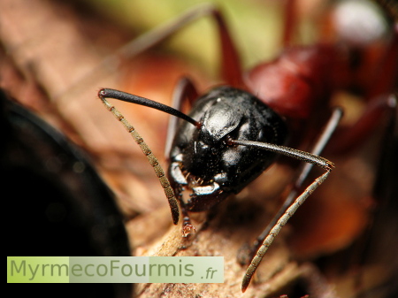 Macrophotographie de face d'une grande fourmi française noire et brune de l'espèce Camponos ligniperda. Macrophotographie avec gros plan sur la tête de la fourmi, on distingue bien ses antennes composées de multiples segments et ses mandibules noires brillantes.