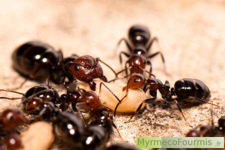 Soldat et ouvrière de Camponotus lateralis, des fourmis noires à têtes rouges.
