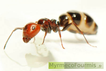 Fourmi rouge et noire brillante Camponotus lateralis parasitée par des vers Brachylecithum mosquensis.