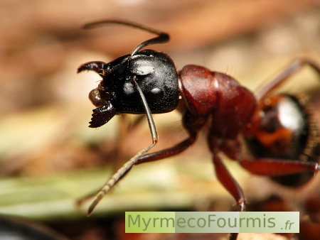 Fourmis major brune et noire Camponotus ligniperdus vue de profil en train de se nettoyer les pattes, mandibules ouvertes.