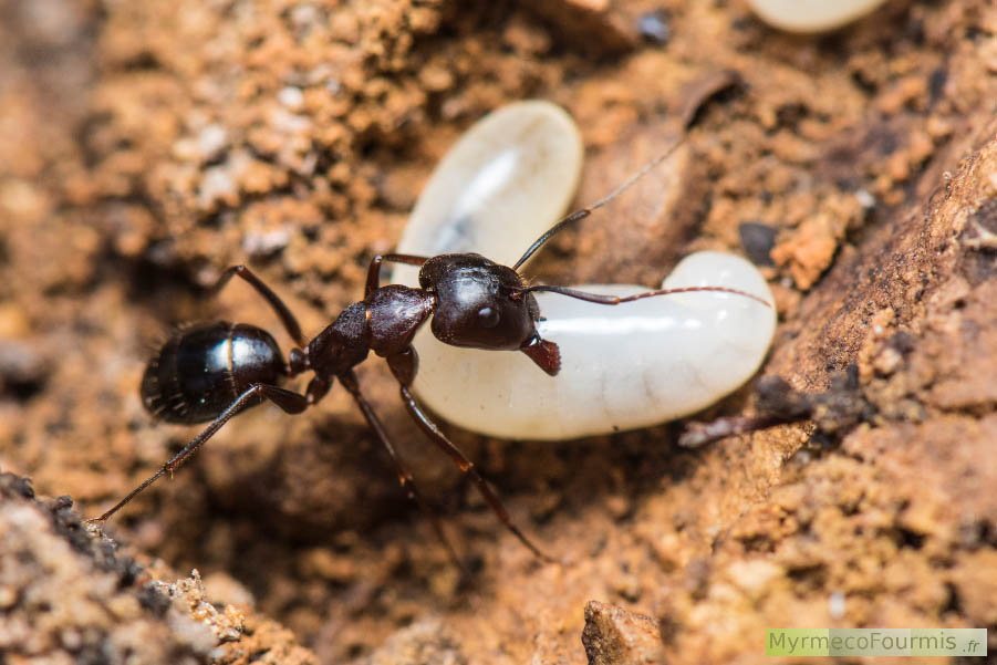 Camponotus sylvaticus, une fourmi ouvrière de couleur noire et brun rougeâtre prise en photo macro de profil, portant une grosse larve blanche à l'intérieur de la fourmilière.
