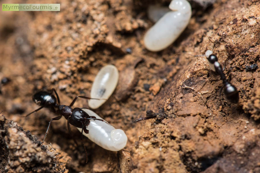 Deux fourmis de l'espèce Camponotus sylvaticus, un major et une ouvrière minor transportent des grandes larves blanches à l'intérieur du nid. Cassis, France. Mai 2016.