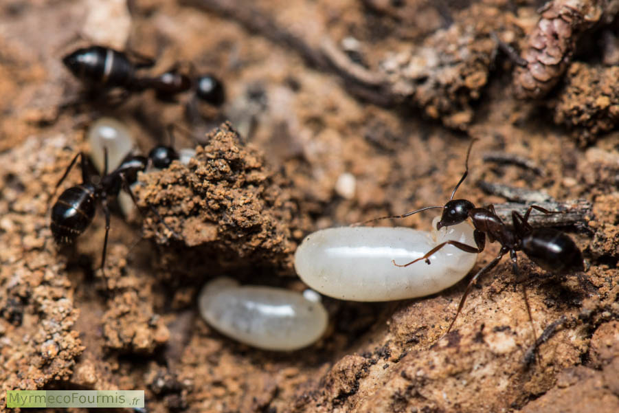 Trois ouvrières minor de l'espèce de fourmis Camponotus sylvaticus ramènent trois larves à l'intérieur du nid. Les fourmis sont grandes, de couleur noire avec un thorax brun rougeâtre très sombre. Photo macro.