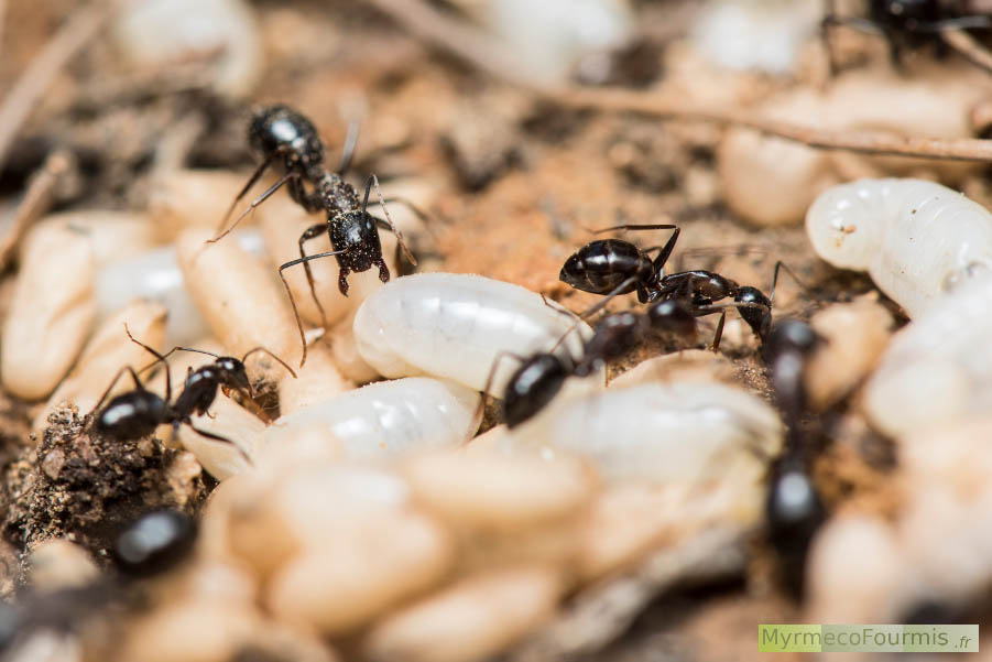 Fourmilière de fourmis Camponotus sylvaticus, une espèce de fourmis du Sud de la France. Sur la photo, on voit six ouvrières transportant des larves et des cocons à l'intérieur du nid.
