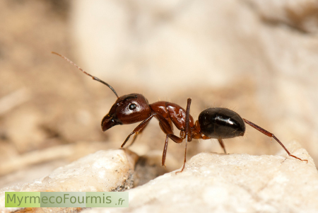 Une fourmi de l'espèce Camponotus sylvaticus, de couleur rouge et noire.