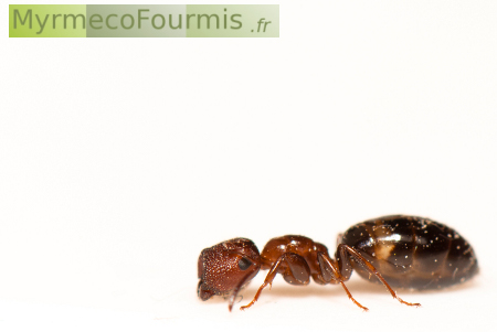 Camponotus truncatus, fourmi porte à tête plate vue de profil sur fond blanc.