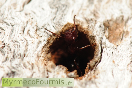 Camponotus truncatus, aussi appelée fourmi porte, avec un acarien fixé sur la tête.