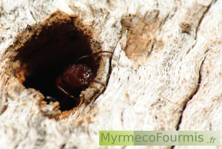 Camponotus truncatus, une fourmi porte, parasitée par un acarien fixé à ses mandibules.