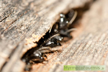 Fourmilière de Camponotus vagus