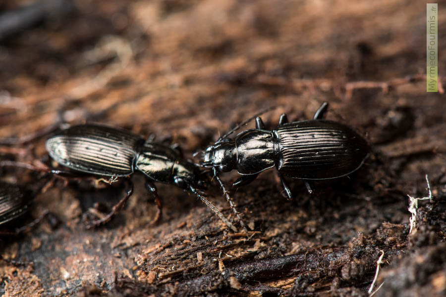 Deux carabes noirs (coléoptères carabidae) passent l'hiver à l'abri du froid sous l'écorce d'un arbre mort tombé au sol.
