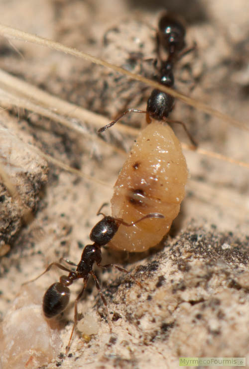 Deux fourmis de l’espèce Cardiocondyla elegens transportent une proie (larve d’insecte) dans leur nid. JPEG - 410.6 ko