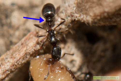 Photographie macro d'une fourmi ouvrière de l'espèce Cardiocondyla elegans. La flèche bleue montre un critère d'identification du genre: le post-pétiole très large par rapport au pétiole.