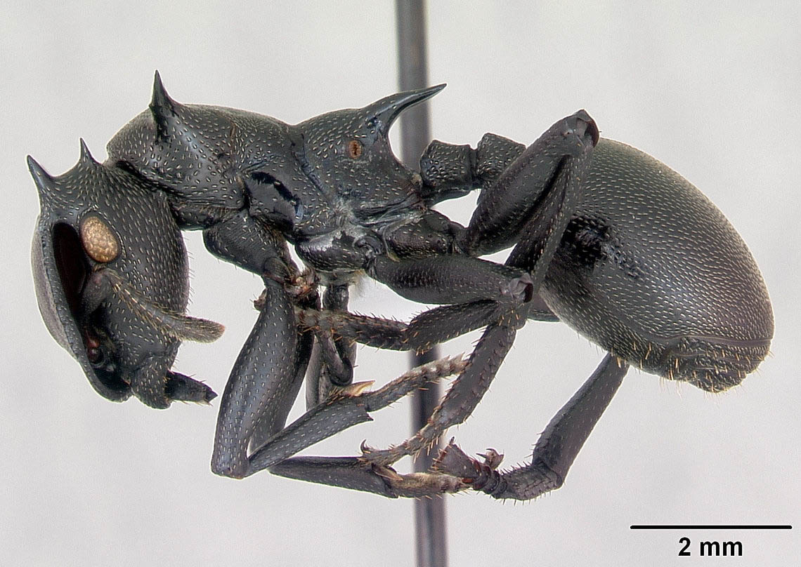 Une fourmi céphalote Cephalotes atratus noire vue de profil, épinglée dans une collection entomologique sur fond gris.