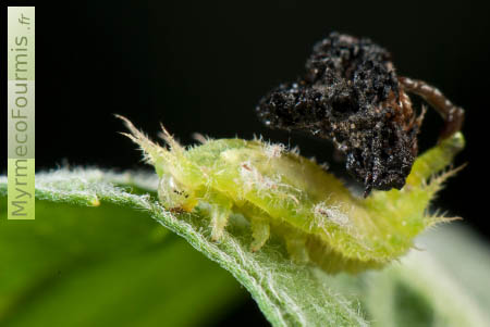 Une larve de casside porte ses excréments sur le dos pour se camoufler.
