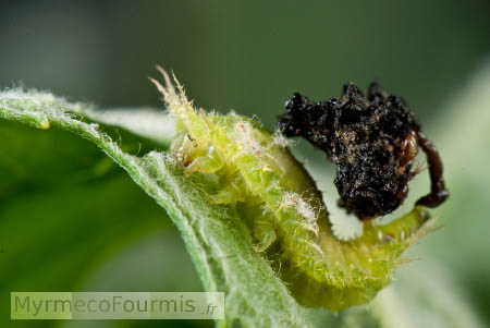Une larve d'insecte de couleur verte est positionnée sur une feuille de menthe. Elle porte ses excréments sur son dos pour se camoufler.