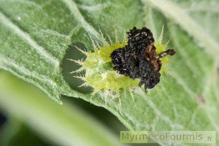 Une larve verte de coléoptère vue de dessus en train de manger une feuille de menthe. La larve porte ses excréments sur son dos comme camouflage.