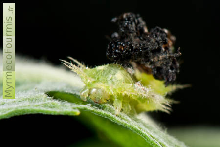 Cassida viridis - la casside de la menthe