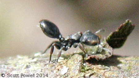 Cephalotes specularis, une fourmi noire copiant le comportement de Crematogaster ampla