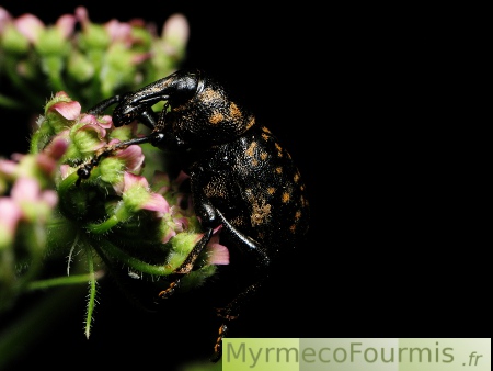 Charançon noir à points bruns Liparus sp sur une fleur de pétasite.