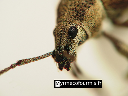 Gros plan sur la tête d'un charançon proche du genre Polydrusus. On distingue les larges poils qui recouvrent le corps des charançons, ainsi que le rostre de cet insecte.