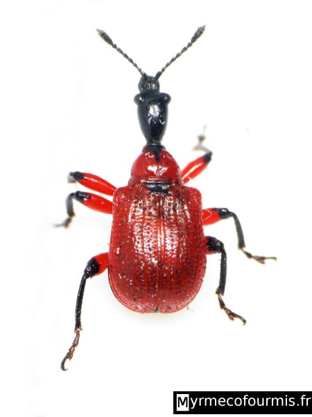Charançon de l'espèce Apoderus coryli, un charançon rouge qui se nourrit de feuilles de noisetier à l'état adulte et des noisettes lorsqu'il est à l'état de larves.