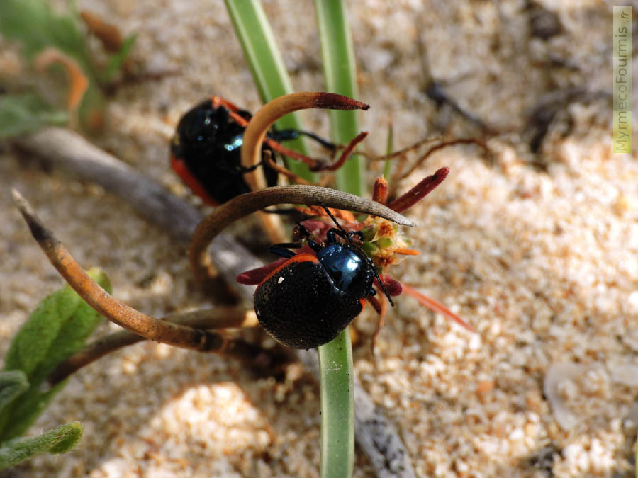 Deux coléoptères noirs et rouges de l'espèce Chrysolina lucidicollis grossepunctata, ou chrysomèle à collier rouge et à gros points, en train de se nourrir des feuilles d'une de leurs plantes hôtes, aux Îles Canaries (Fuerteventura, Corralejo).
