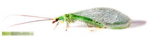 Chrysope aux yeux d'or, insecte vert avec de grandes ailes transparentes nervurées et de longues antennes de profil en macro sur fond blanc.