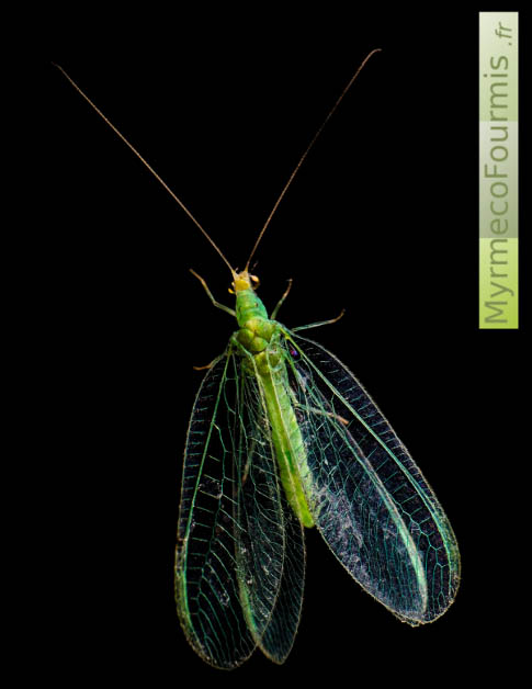 Chrysope verte, cette insecte est aussi appelé "mouche aux yeux d'or", sur fond noir.