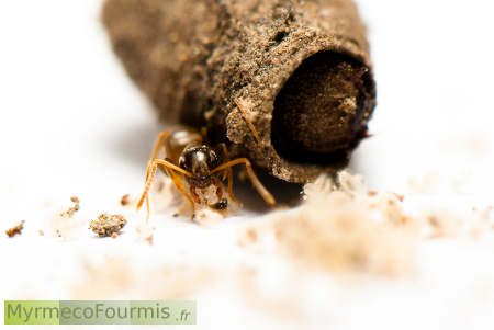 Clytra et fourmi invasive