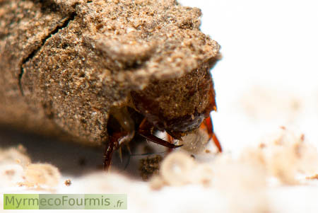 Larve de clytra dévorant des larves de fourmis