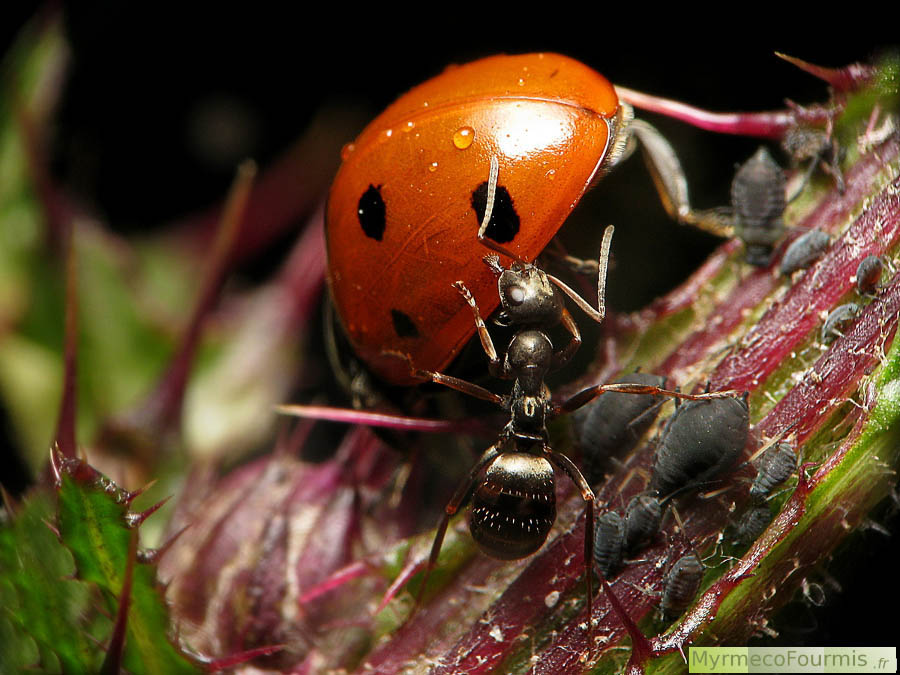 Macrophotographie d’une coccinelle rouge à sept points noirs de l’espèce Coccinella septempunctata dévorant des pucerons gris sur une branche d’apiacée défendue par des fourmis grises de l’espèce Formica fusca. JPEG - 685.2 ko